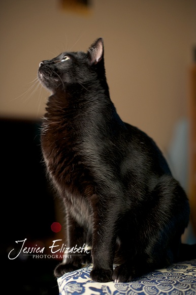 DSC_5167_Orange_County_Pet_Photography_Cat.jpg