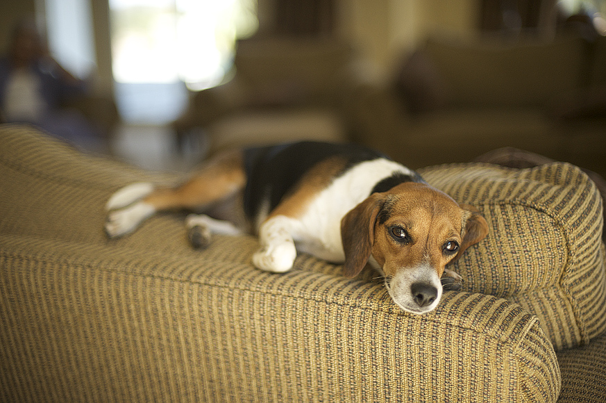 Temecula_Wedding_Photography_Dog.jpg