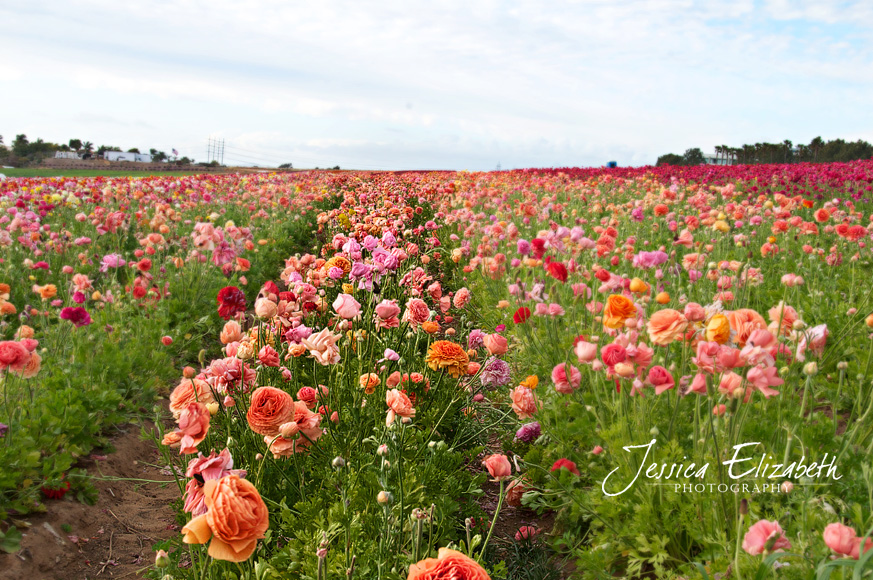 Jessica Elizabeth Photography Carlsbad Flower Fields-2.jpg