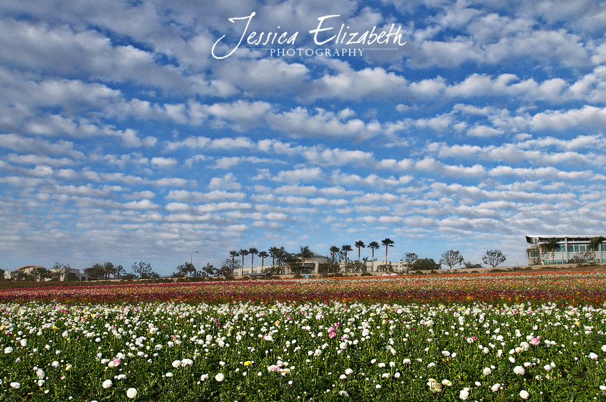 Jessica Elizabeth Photography Carlsbad Flower Fields-3.jpg