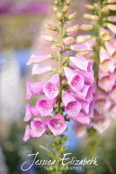 Jessica Elizabeth Photography Carlsbad Flower Fields-7.jpg