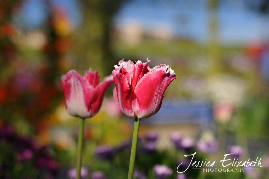 Jessica Elizabeth Photography Carlsbad Flower Fields-8.jpg