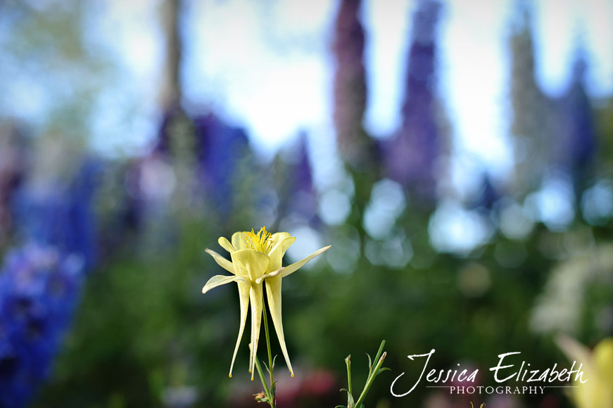 Jessica Elizabeth Photography Carlsbad Flower Fields-9.jpg